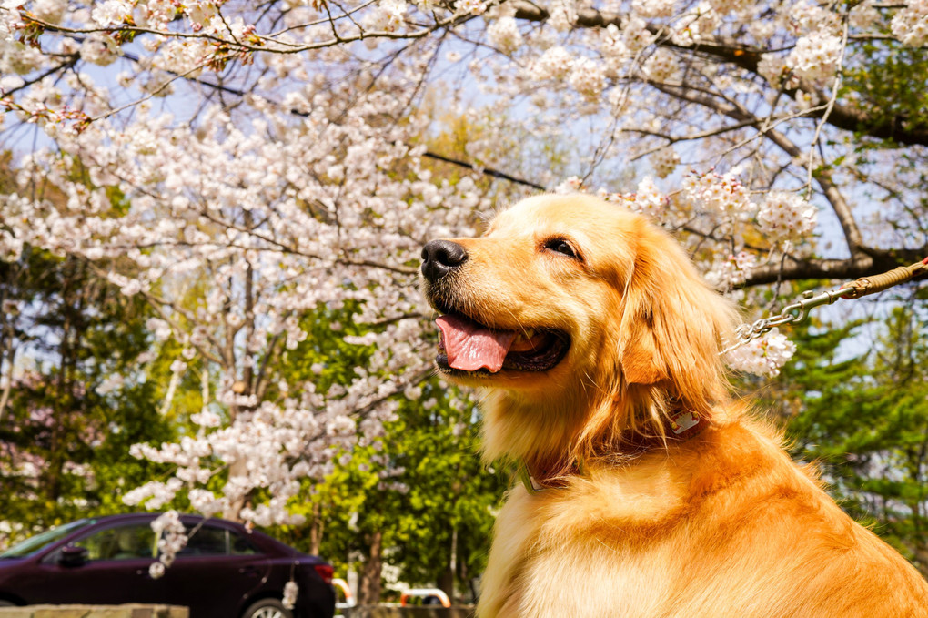 犬散歩、桜、笑顔