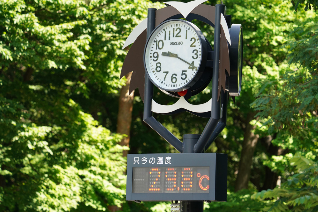 暑い中の#エゾリス# at 円山公園