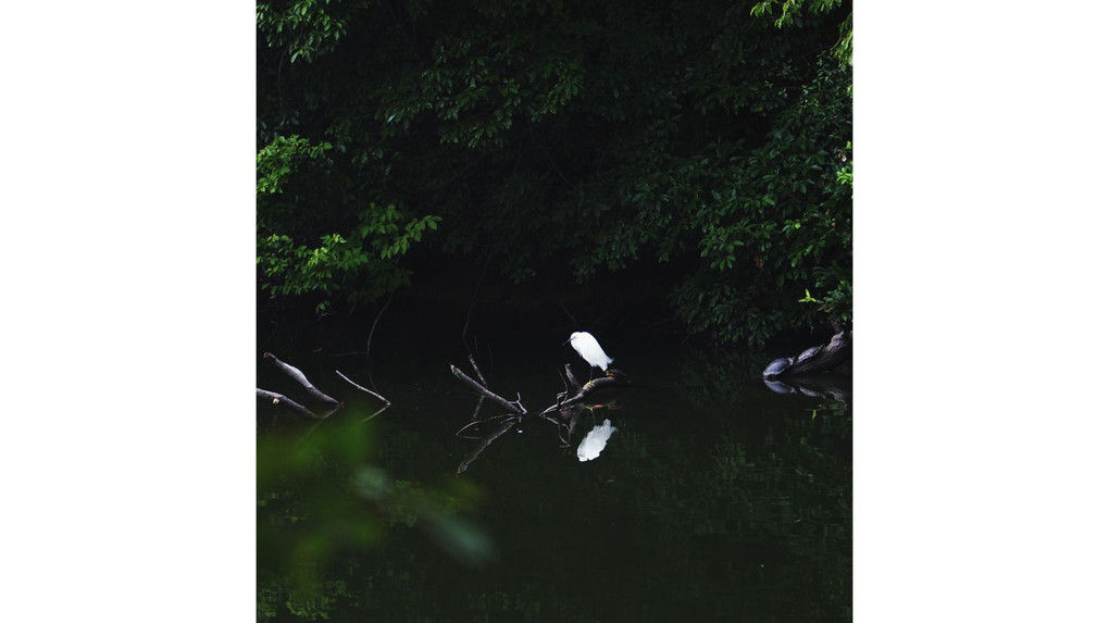 水面に映る白い鳥