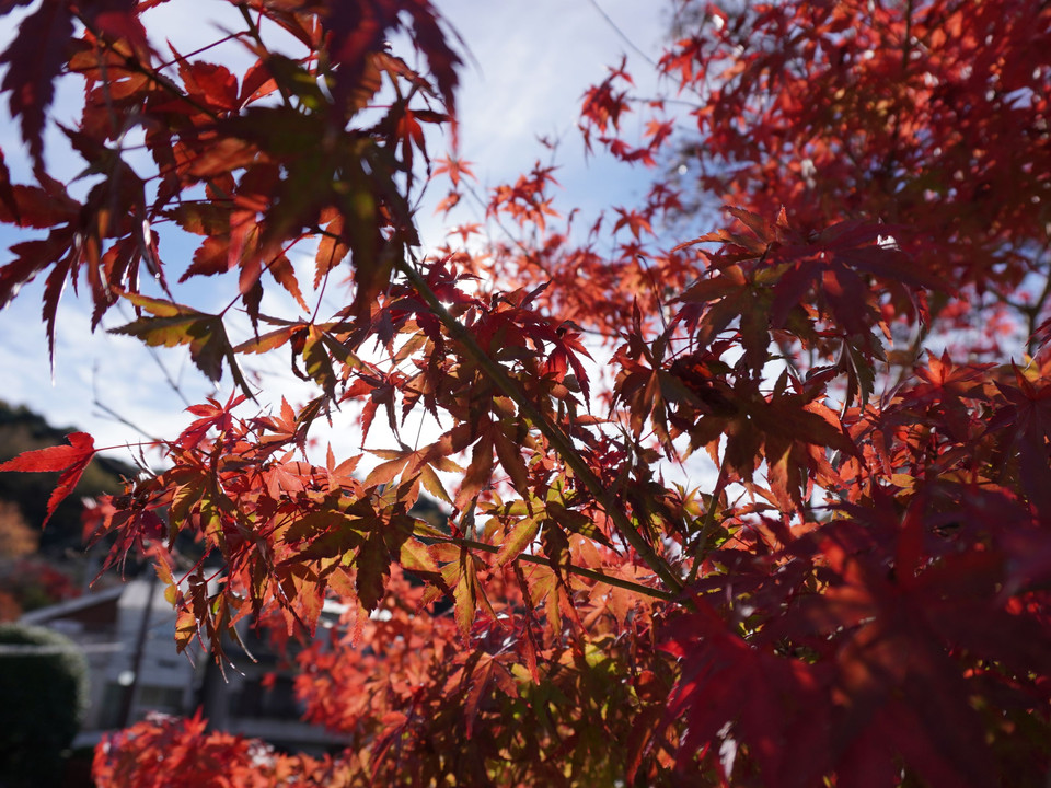 紅葉と竹林
