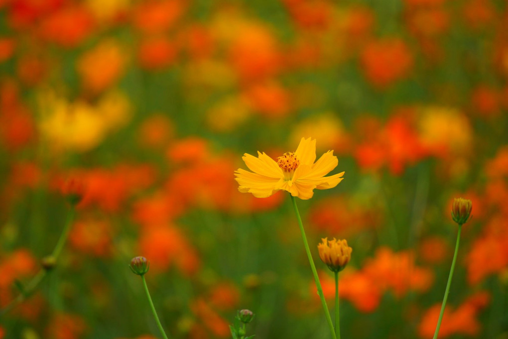 この花に決めた！