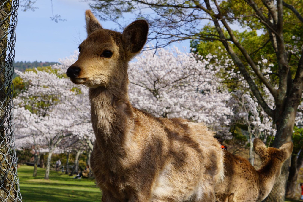 鹿さんのお花見