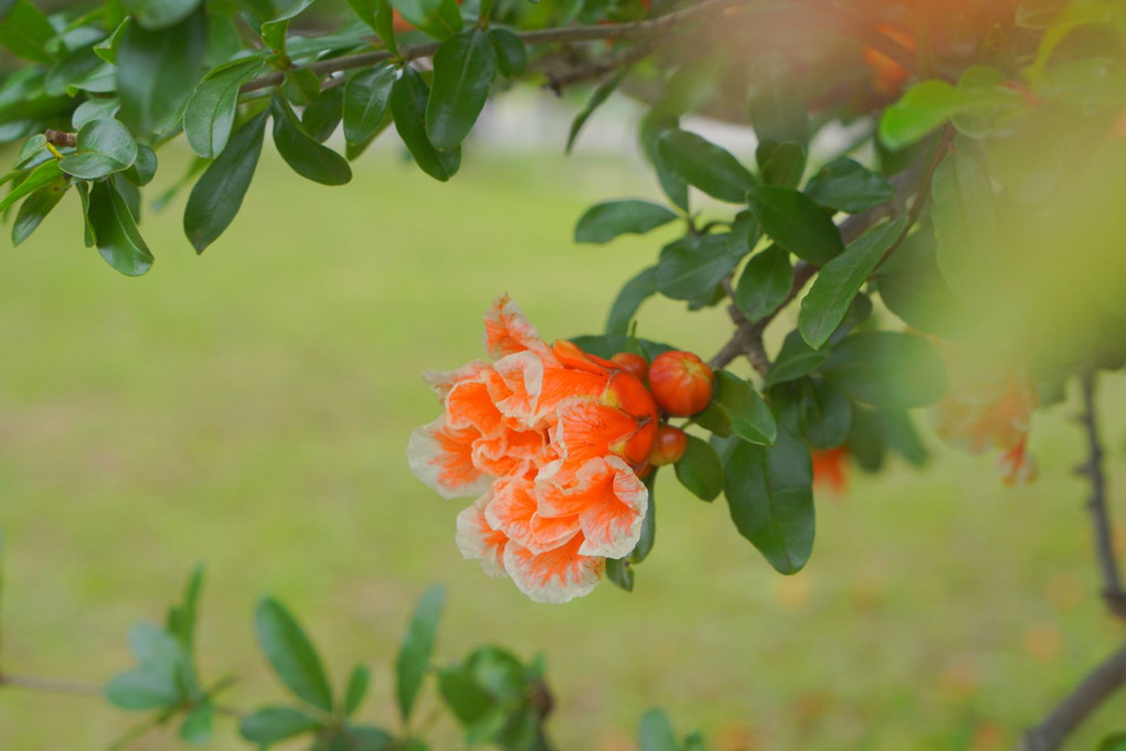 花柘榴(ハナザクロ)