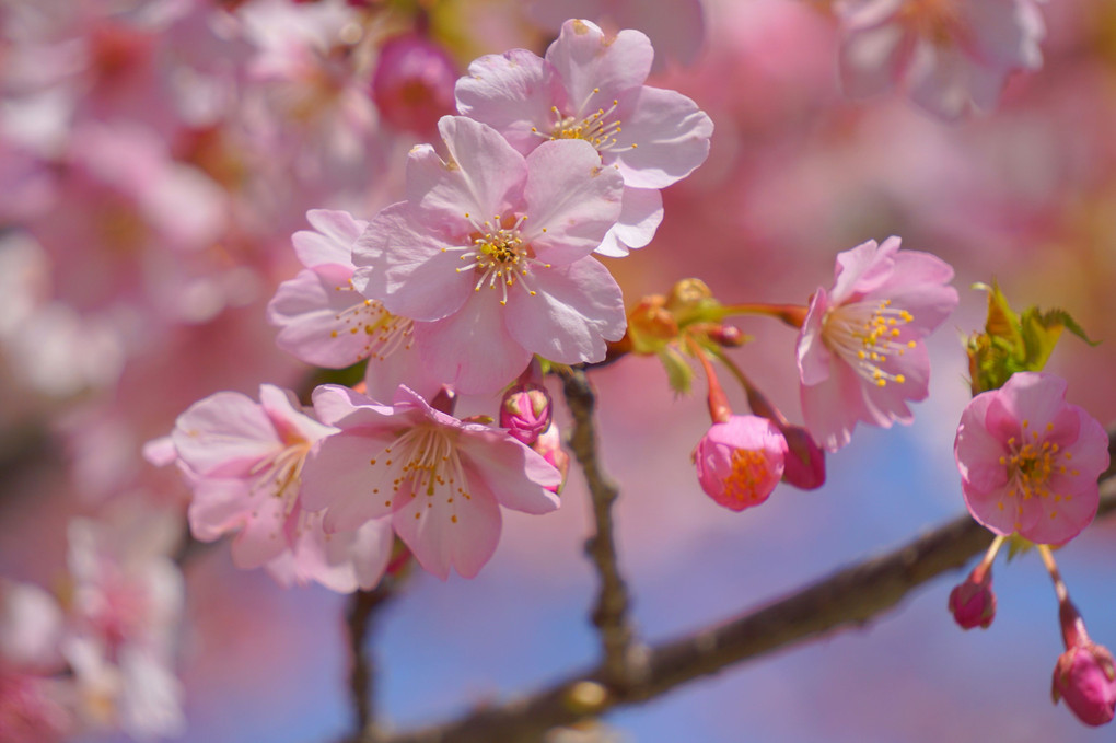 笑顔の花が咲く