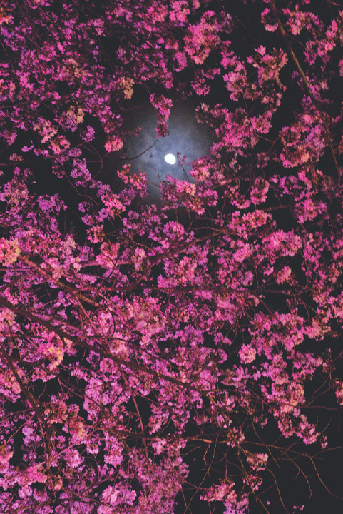 月光の夜桜