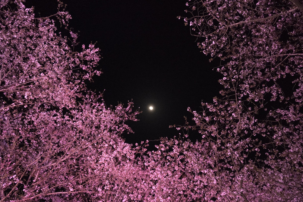 月光の夜桜