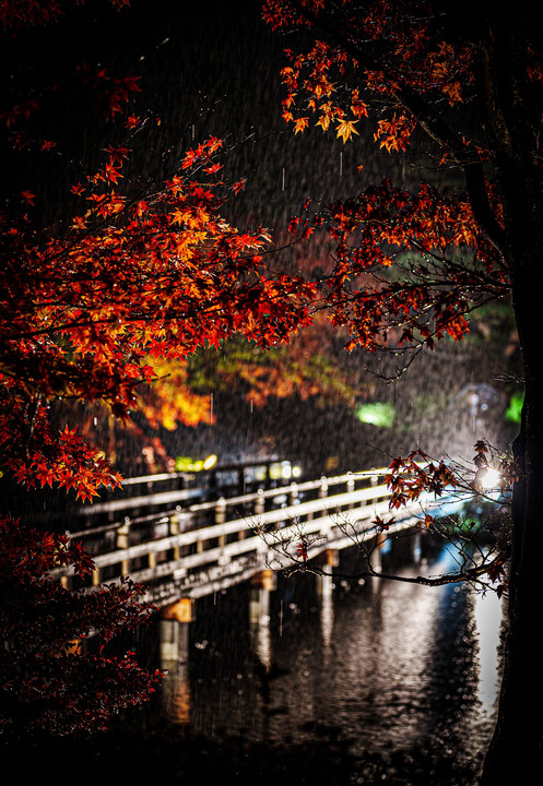 雨の中の紅葉