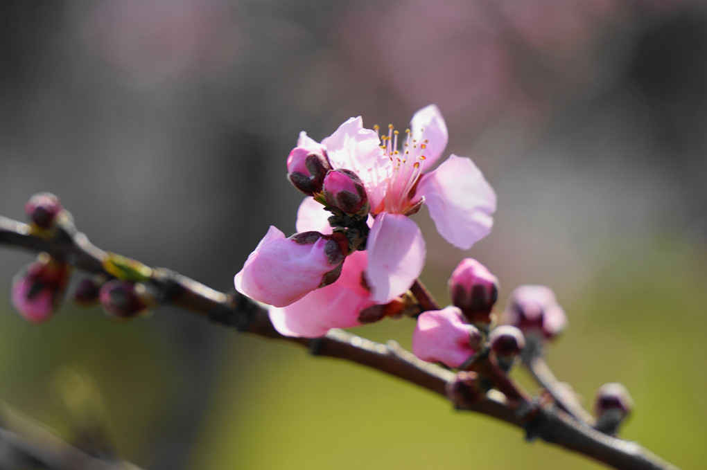 桃花