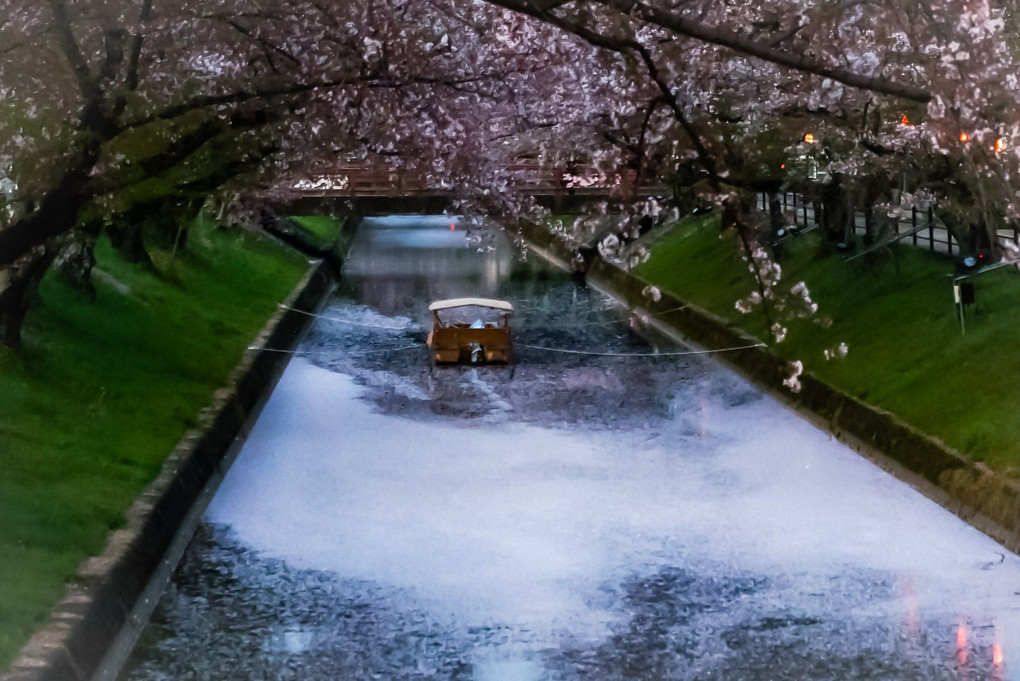 散り行く時　川面に桜咲く