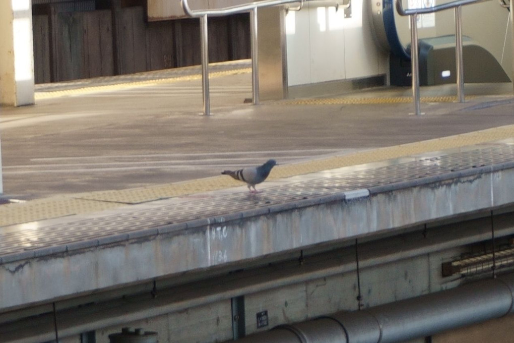 電車を待つ鳩