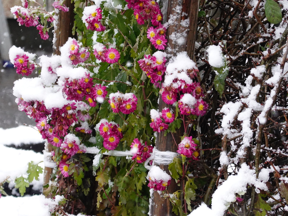 「菊と雪」