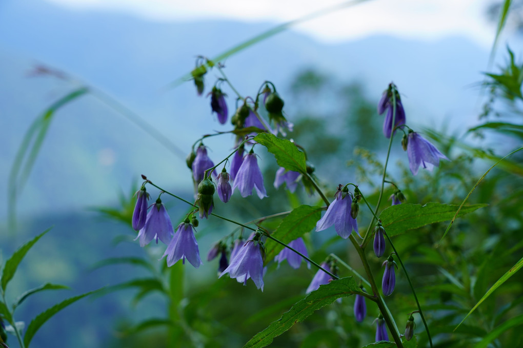 【飛騨・新穂高】