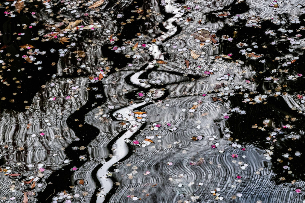 池面の描く花模様