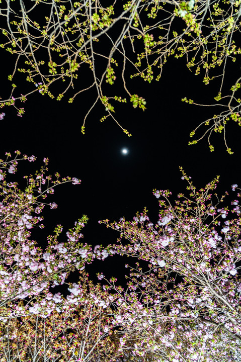 月と夜桜