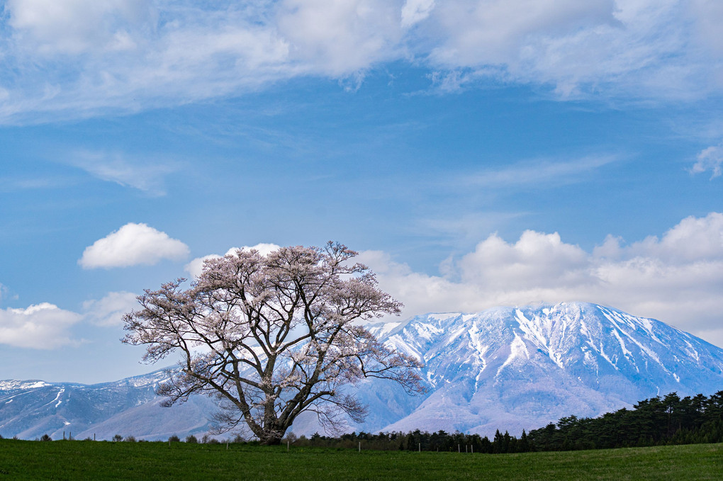 小岩井農場の一本桜