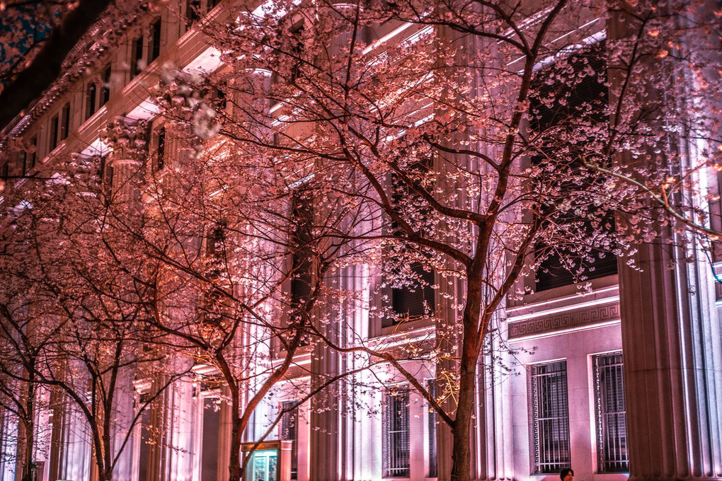 Cherry Blossoms at Night