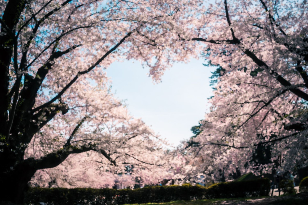 桜のハート