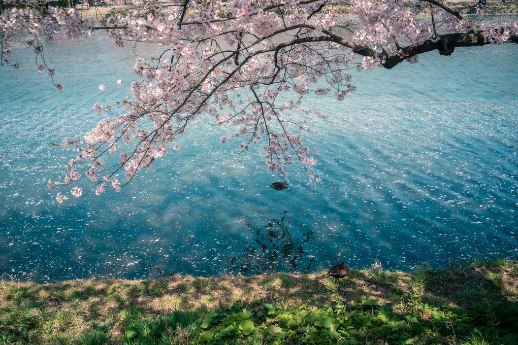 桜と水面の輝き