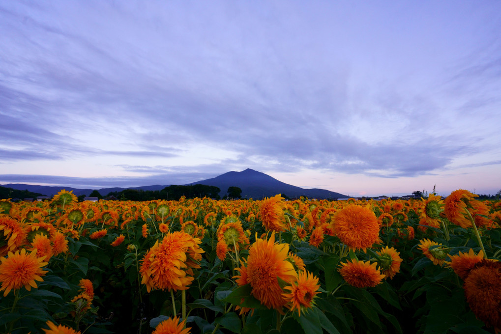 夕暮れ向日葵畑と筑波山
