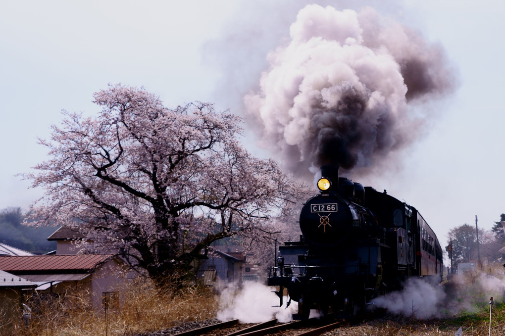 真岡鉄道の春