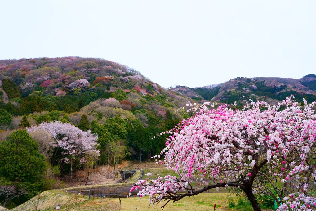 花桃と山桜