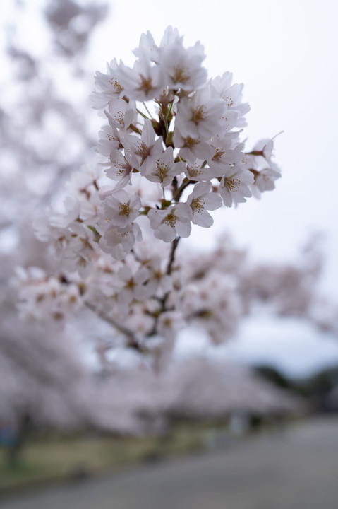 桜の季節