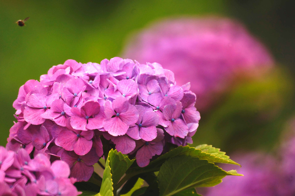 紫陽花(荒平)