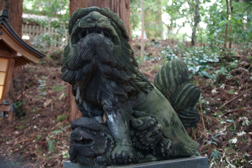 高千穂神社の狛犬２