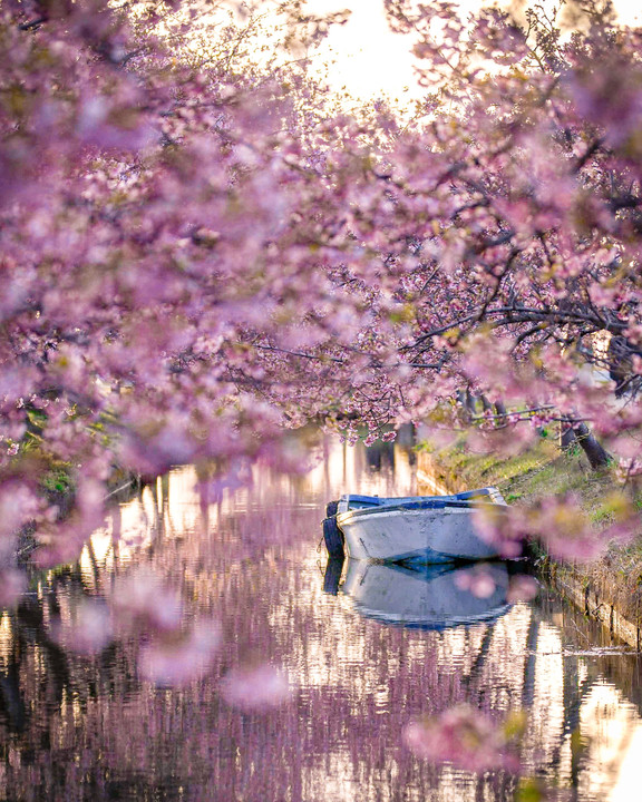朝日と桜とボート