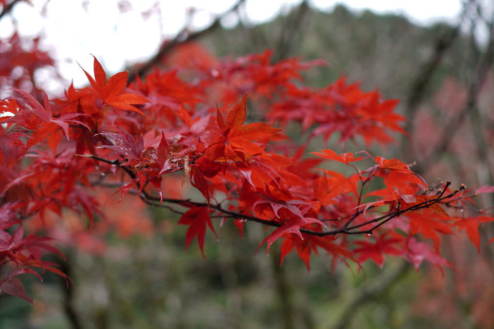 紅葉_1