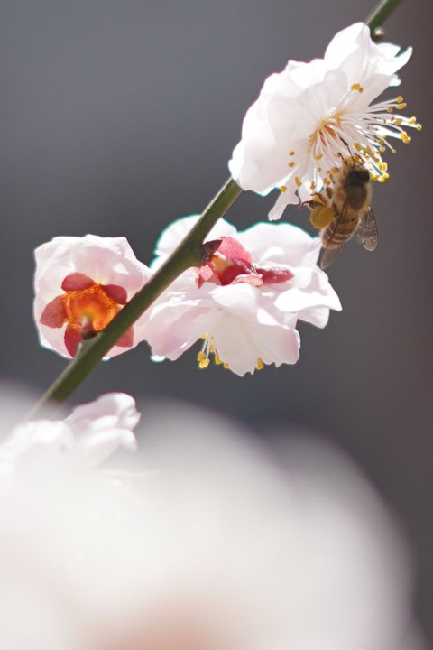 ウメの花とミツバチ