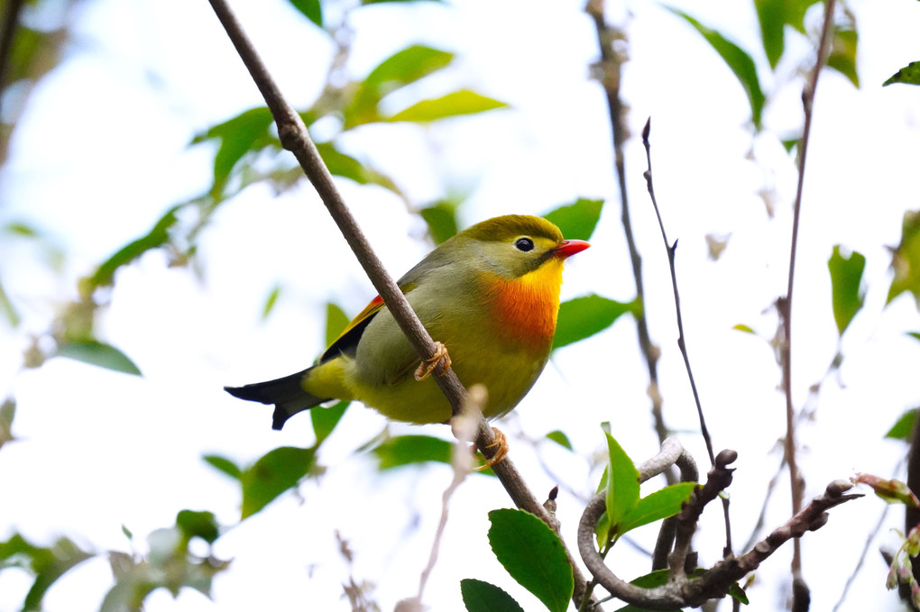 #　相思鳥（ソウシチョウ）#