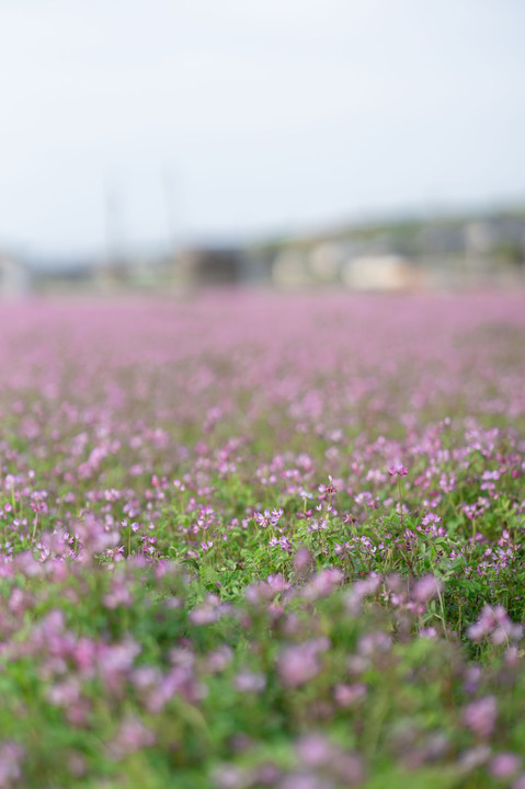 田んぼ一面のマメ科植物