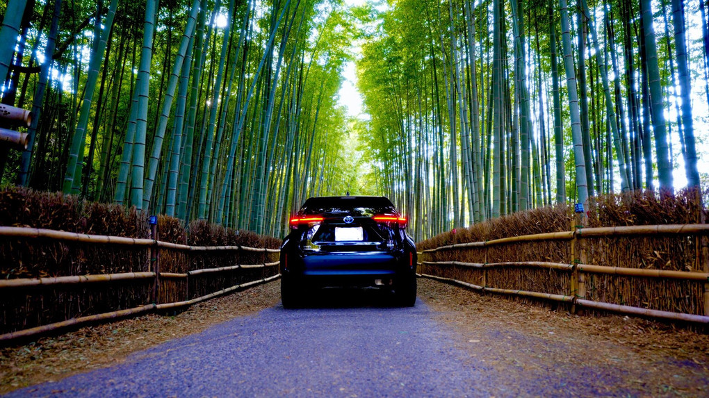 竹林と車