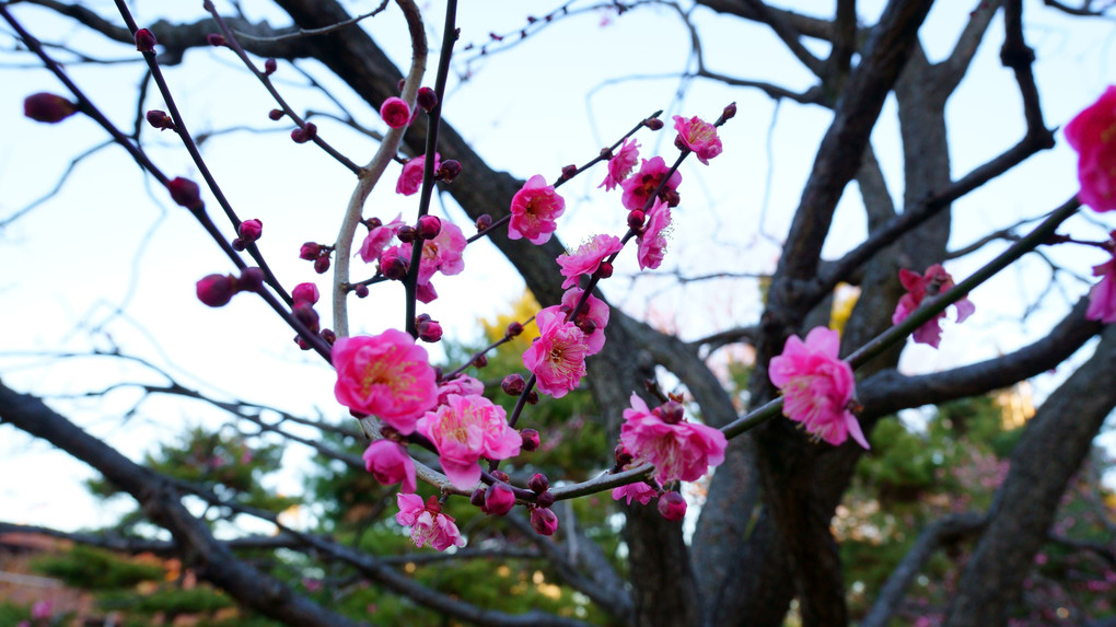 芦花公園の梅