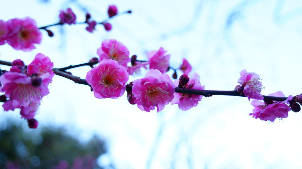 芦花公園の梅