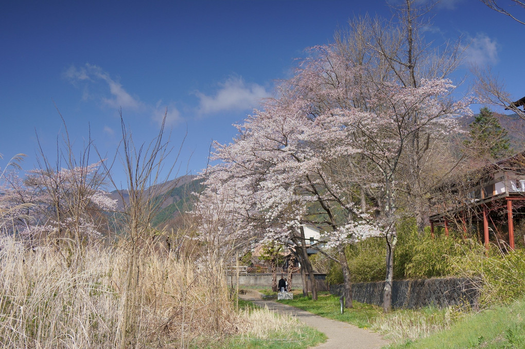 卯月の富士山　新倉富士浅間神社から河口湖へ 