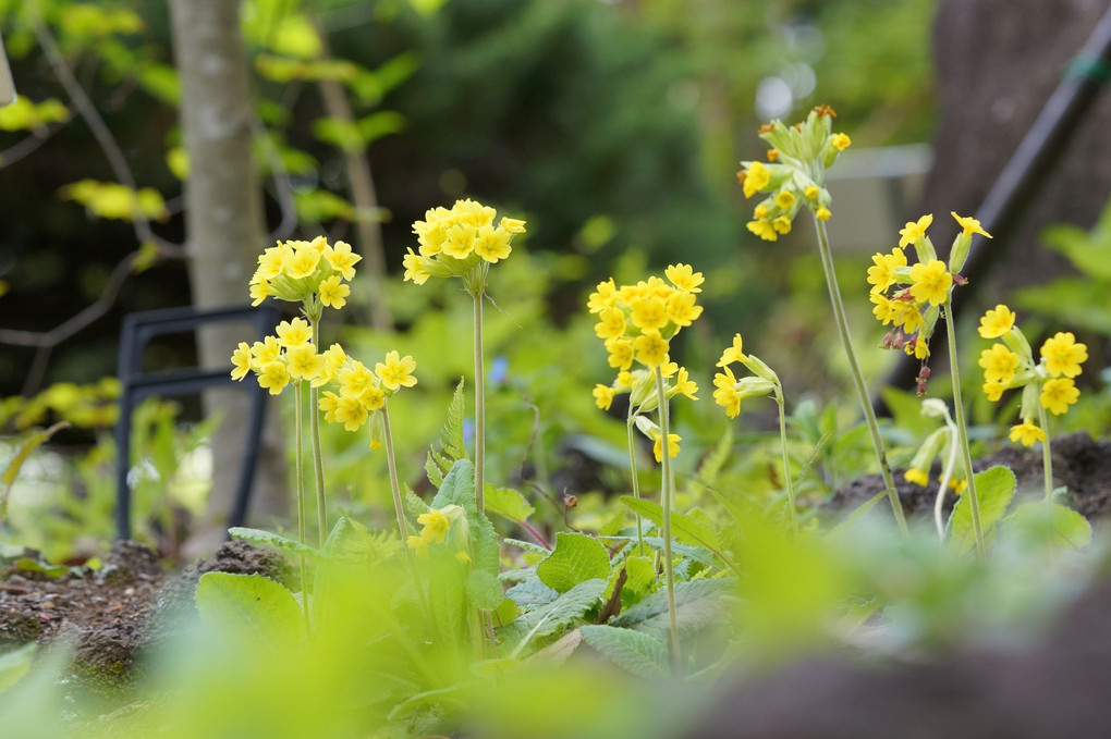 いのち　キラキラ　東京都薬用植物園