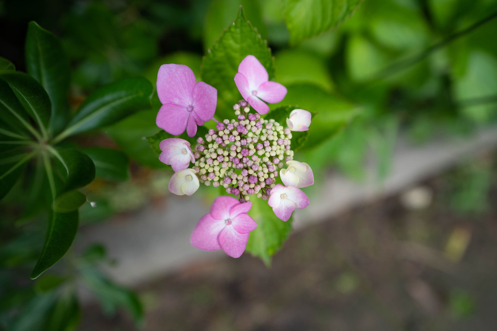 道端の紫陽花