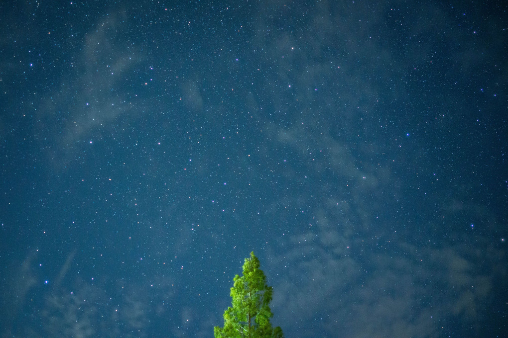 一本の木と星空