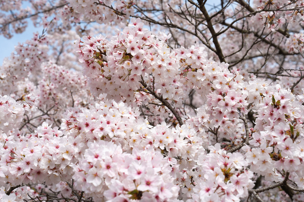厚盛りの桜たち