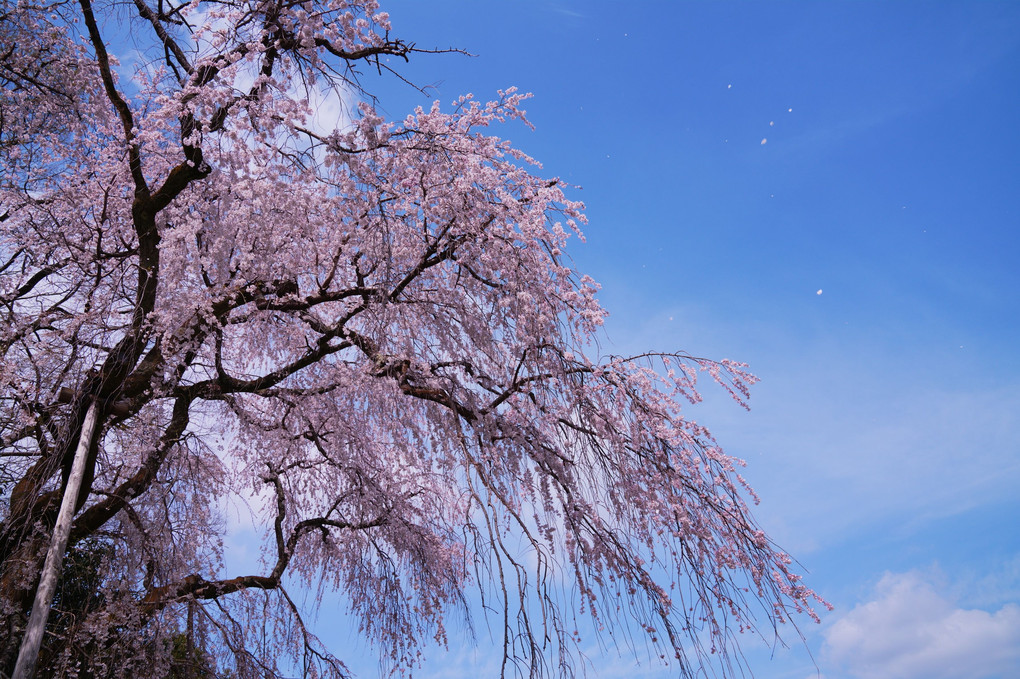 醍醐寺の桜③
