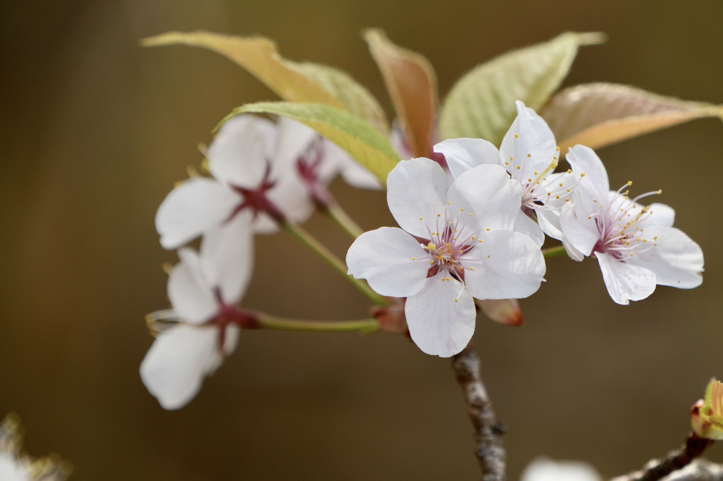 美色の桜