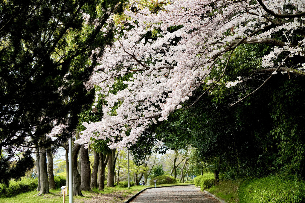 散歩道を彩る桜