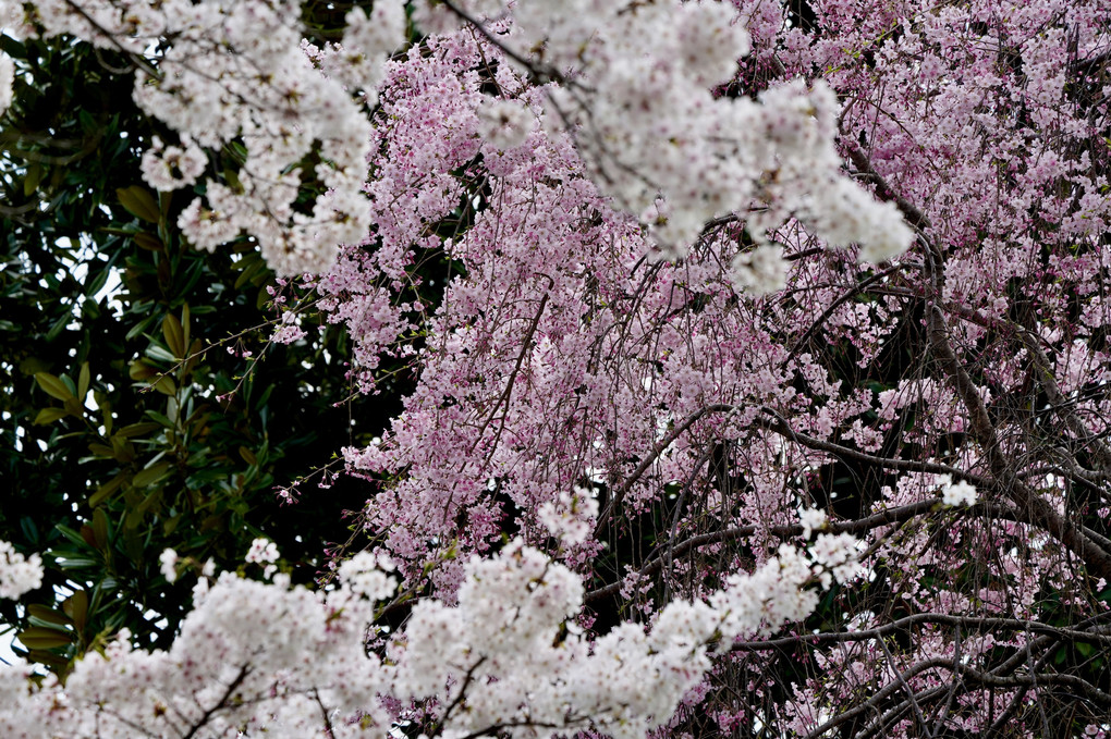 散歩道を彩る桜
