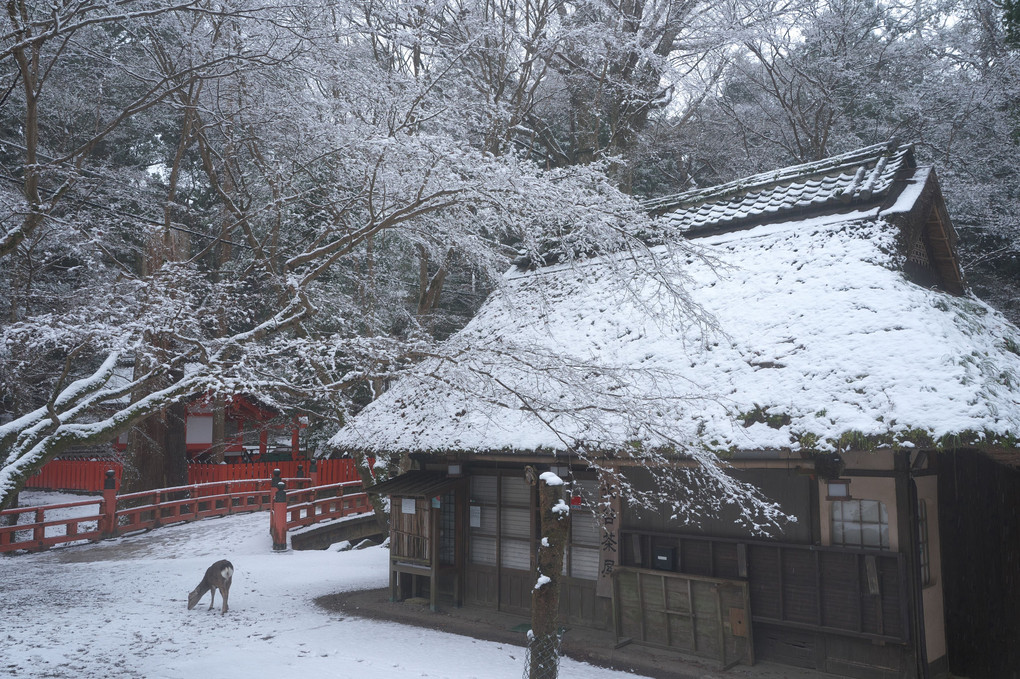 珍しい奈良公園の雪景色