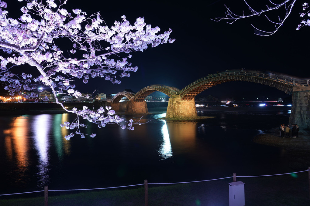 錦帯橋の桜