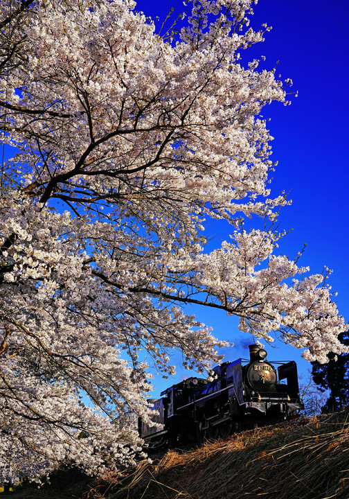 会津の桜　SLばんえつ物語