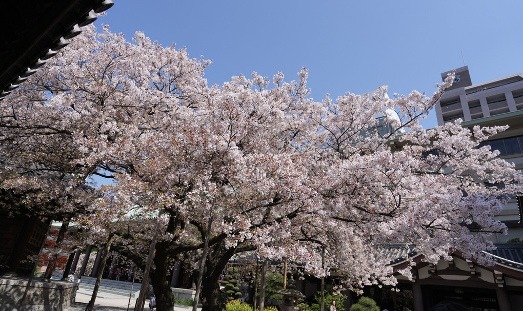 東長寺の桜