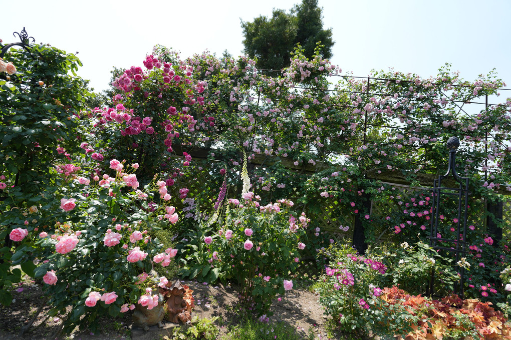 糸島のカフェの薔薇園